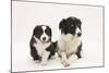 Border Collie Adult and Puppy-Mark Taylor-Mounted Photographic Print