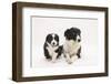 Border Collie Adult and Puppy-Mark Taylor-Framed Photographic Print