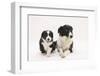 Border Collie Adult and Puppy-Mark Taylor-Framed Photographic Print