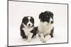 Border Collie Adult and Puppy-Mark Taylor-Mounted Photographic Print