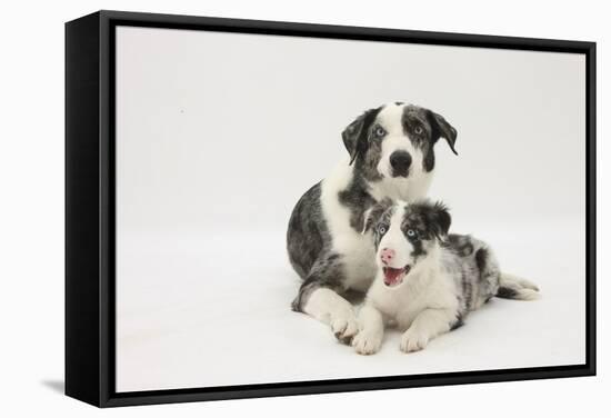 Border Collie Adult with Her Puppy-Mark Taylor-Framed Stretched Canvas