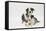 Border Collie Adult with Her Puppy-Mark Taylor-Framed Stretched Canvas