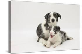 Border Collie Adult with Her Puppy-Mark Taylor-Stretched Canvas