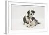 Border Collie Adult with Her Puppy-Mark Taylor-Framed Photographic Print