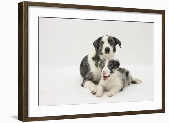 Border Collie Adult with Her Puppy-Mark Taylor-Framed Photographic Print