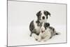 Border Collie Adult with Her Puppy-Mark Taylor-Mounted Photographic Print