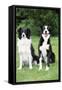 Border Collie and Smooth Border Collie-null-Framed Stretched Canvas