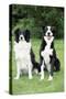 Border Collie and Smooth Border Collie-null-Stretched Canvas