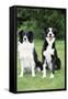 Border Collie and Smooth Border Collie-null-Framed Stretched Canvas