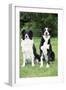 Border Collie and Smooth Border Collie-null-Framed Photographic Print