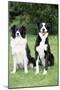 Border Collie and Smooth Border Collie-null-Mounted Photographic Print