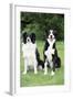 Border Collie and Smooth Border Collie-null-Framed Photographic Print