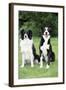 Border Collie and Smooth Border Collie-null-Framed Photographic Print