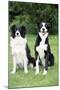 Border Collie and Smooth Border Collie-null-Mounted Photographic Print