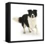 Border Collie Bitch, Running Towards the Camera-Mark Taylor-Framed Stretched Canvas