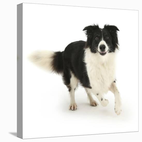 Border Collie Bitch, Running Towards the Camera-Mark Taylor-Stretched Canvas