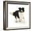 Border Collie Bitch, Running Towards the Camera-Mark Taylor-Framed Photographic Print