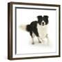 Border Collie Bitch, Running Towards the Camera-Mark Taylor-Framed Photographic Print