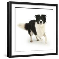 Border Collie Bitch, Running Towards the Camera-Mark Taylor-Framed Photographic Print