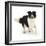 Border Collie Bitch, Running Towards the Camera-Mark Taylor-Framed Photographic Print