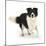 Border Collie Bitch, Running Towards the Camera-Mark Taylor-Mounted Photographic Print