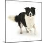 Border Collie Bitch, Running Towards the Camera-Mark Taylor-Mounted Photographic Print