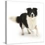 Border Collie Bitch Running-Mark Taylor-Stretched Canvas