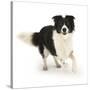 Border Collie Bitch Running-Mark Taylor-Stretched Canvas