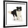 Border Collie Bitch Running-Mark Taylor-Framed Photographic Print