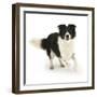 Border Collie Bitch Running-Mark Taylor-Framed Photographic Print