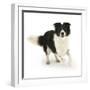 Border Collie Bitch Running-Mark Taylor-Framed Photographic Print