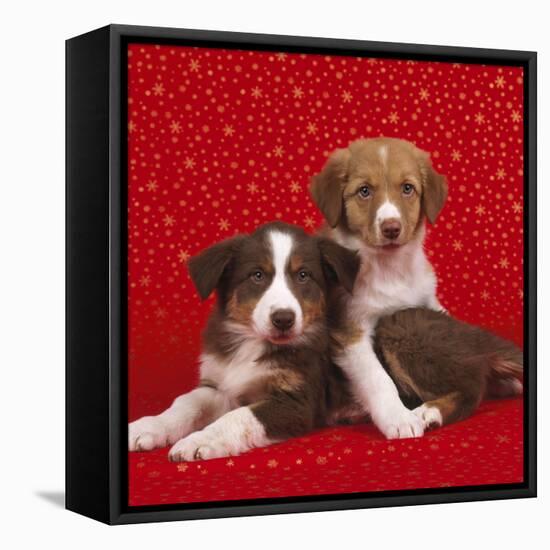 Border Collie Cross Puppies on Starry Background-null-Framed Stretched Canvas