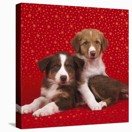 Border Collie Cross Puppies on Starry Background-null-Stretched Canvas