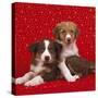 Border Collie Cross Puppies on Starry Background-null-Stretched Canvas