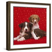 Border Collie Cross Puppies on Starry Background-null-Framed Photographic Print