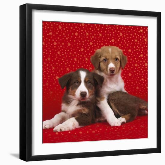 Border Collie Cross Puppies on Starry Background-null-Framed Photographic Print