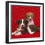 Border Collie Cross Puppies on Starry Background-null-Framed Photographic Print