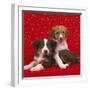 Border Collie Cross Puppies on Starry Background-null-Framed Photographic Print