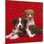 Border Collie Cross Puppies on Starry Background-null-Mounted Photographic Print