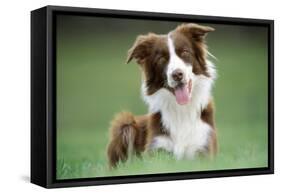 Border Collie Dog Facing-null-Framed Stretched Canvas