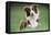 Border Collie Dog Facing-null-Framed Stretched Canvas