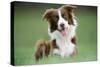 Border Collie Dog Facing-null-Stretched Canvas