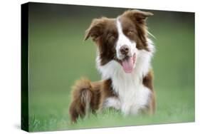 Border Collie Dog Facing-null-Stretched Canvas