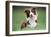 Border Collie Dog Facing-null-Framed Photographic Print