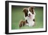 Border Collie Dog Facing-null-Framed Photographic Print