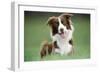 Border Collie Dog Facing-null-Framed Photographic Print