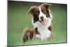 Border Collie Dog Facing-null-Mounted Photographic Print