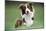 Border Collie Dog Facing-null-Mounted Photographic Print