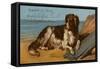 Border Collie Dog on Beach-American School-Framed Stretched Canvas