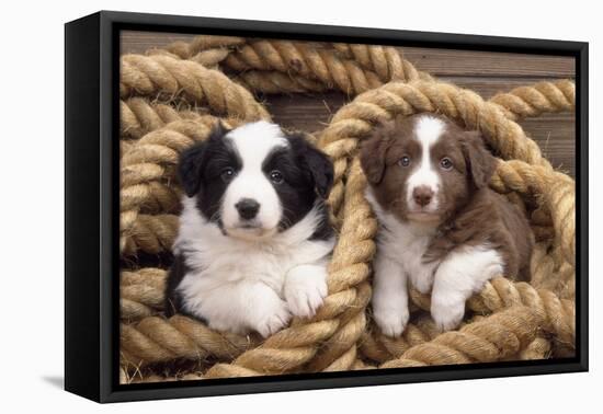 Border Collie Dog Puppies in Rope-null-Framed Stretched Canvas